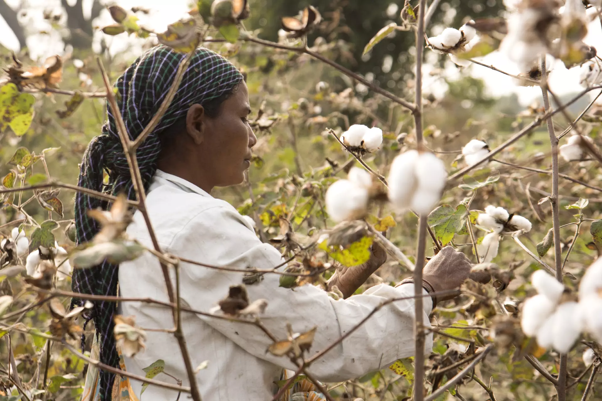 Cotton crop field