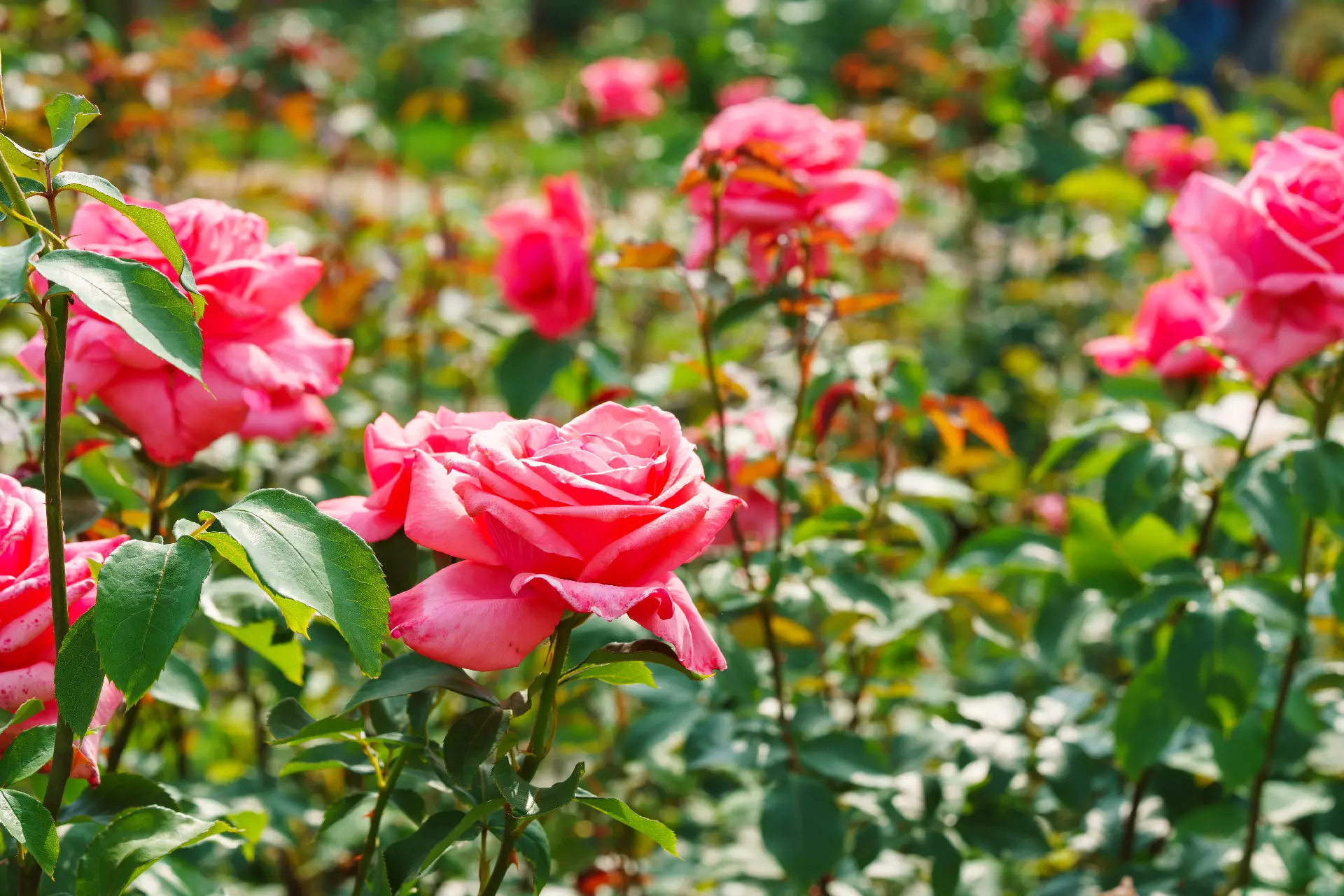 Roses crop field