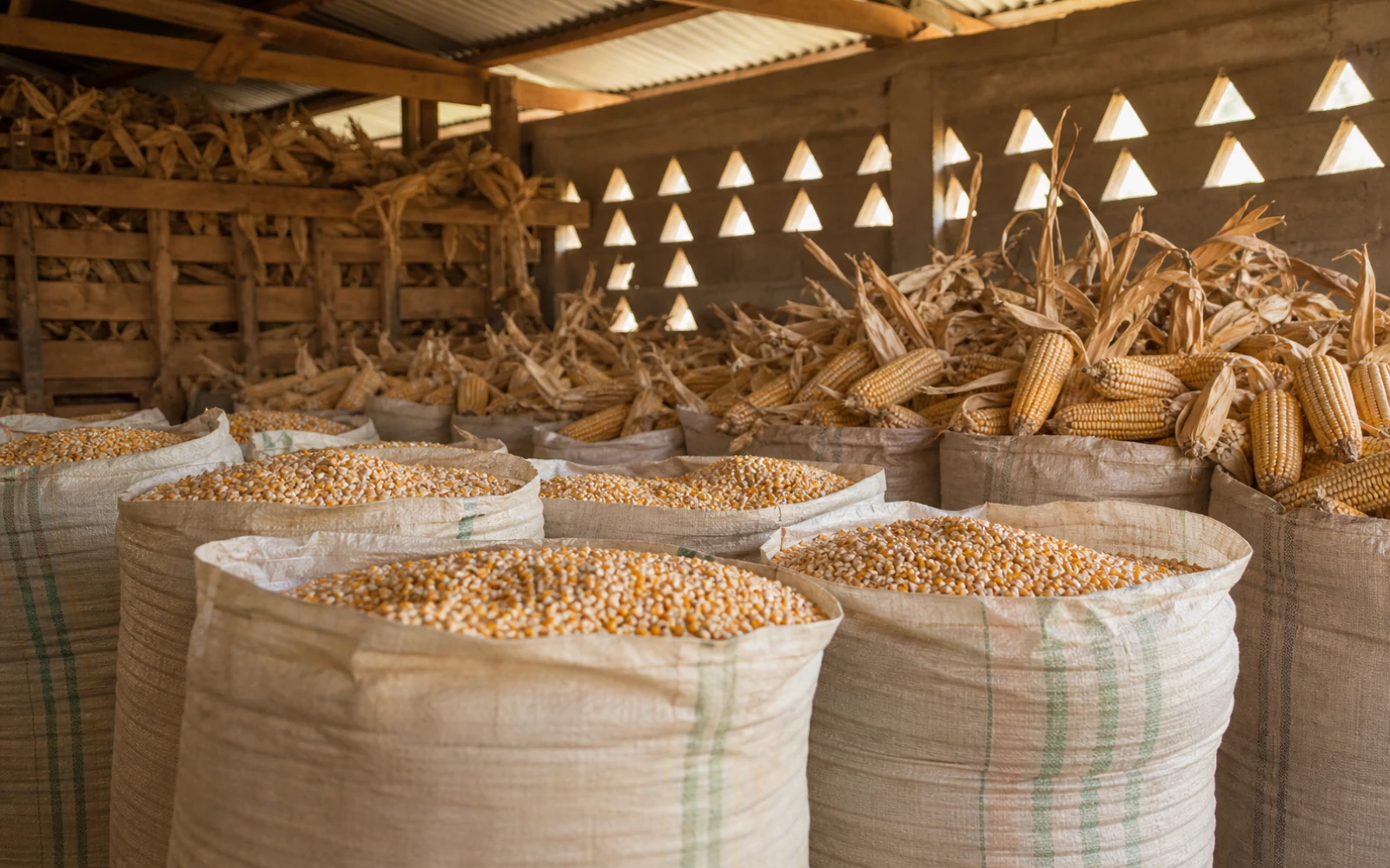 African maize field context for UWEZO 20 DP