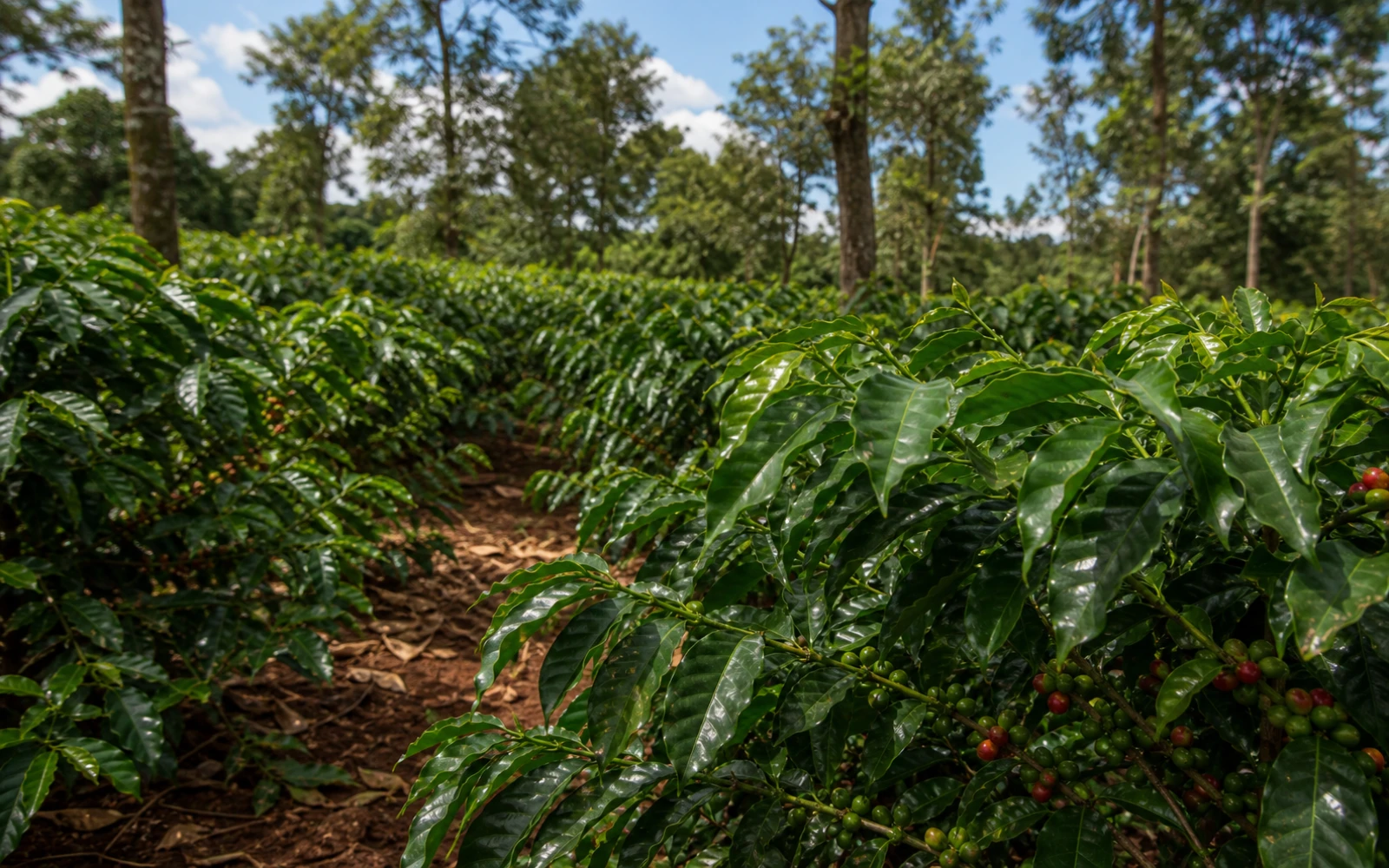 African coffee farm context for VENUS 400 SC